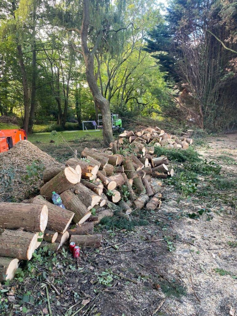 This is a photo of an overgrown large garden, which is in the process of having tree removal. The photo shows a stack of logs along the left hand side, from all the trees which are being removed. Photo taken by Great Yarmouth Tree Surgeons